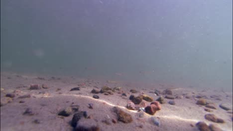 Kleiner-Elritzenfisch-Unter-Wasserflussbett