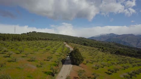 Aerial-shot-of-olive-plantationin-4k