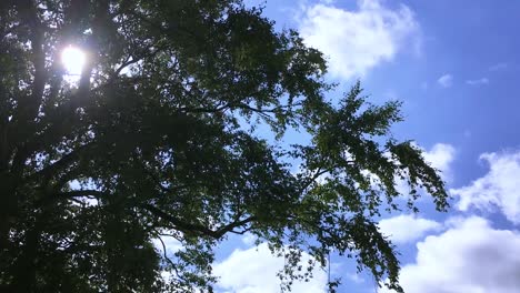 Timelapse-De-Las-Nubes-Del-Cielo-Azul-De-La-Parte-Superior-Del-árbol