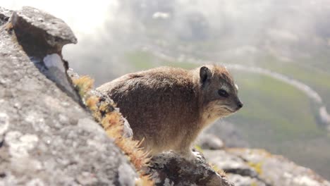 Dassie-or-Rock-hyrax-found-in-table-Mountains---Cape-Town