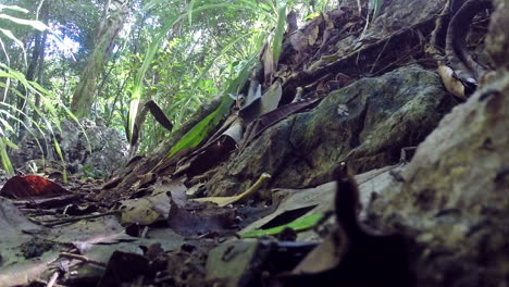 Ants-walking-through-the-rainforest