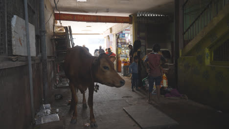 Stalls-Inside-Russell-Market-Building-In-Bangalore-India-With-Shoppers-And-Cattle