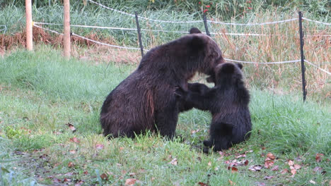 Una-Madre-De-Oso-Grizzly-Y-Su-Cachorro-Juegan-En-El-Parque-Provincial-De-Tweedsmuir,-Columbia-Británica