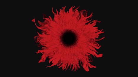Auffallende-Rote-Blume-Mit-Schwarzen-Blütenblättern-Und-Mitte