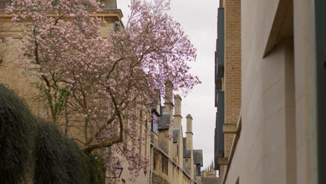 Magnolia-Tree-In-Bloom-In-Brewer-Street-In-Oxford-City-Centre-With-Typical-Buildings