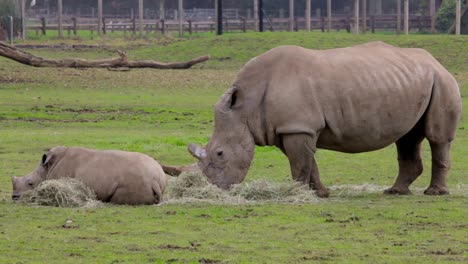 Rinoceronte,-madre-y-niño