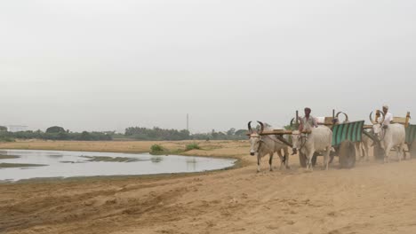 Trichy-Karnataka--India--July-07-2019-Bullock-carts-crossing-a-small-stream-in-the-cauvery-river-basin-in-Trichy-to-excavate-sand-for-building-construction