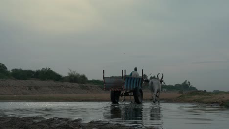 Bullock-carts-crossing-a-small-stream-in-the-cauvery-river-basin-in-Trichy-to-excavate-sand-for-building-construction
