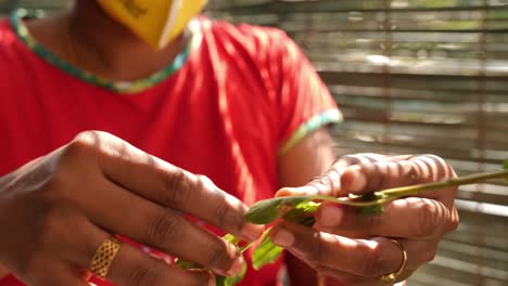 Primer-Plano-De-Una-Mano-De-Mujer-Recogiendo-Hojas-De-Un-Montón-De-Espinacas