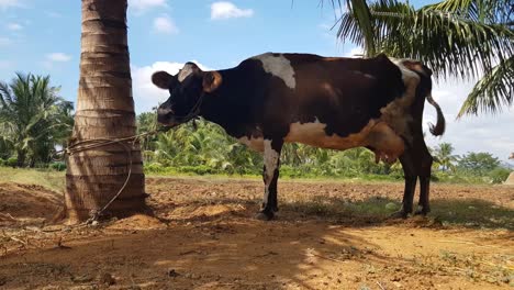A-jersey-cow-tied-to-a-palm-tree-in-a-village-farm