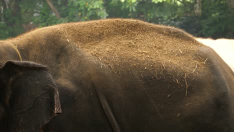 Closeup-of-a-domesticated-dirty-asian-elephant-standing