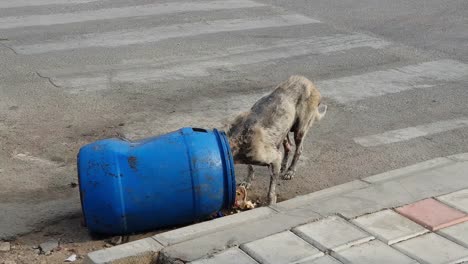 Ein-Kranker-Streunender-Hund,-Der-Auf-Der-Straße-Aus-Einer-Mülltonne-Frisst