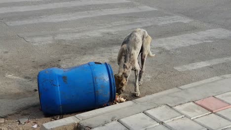 A-sick-stray-dog-eating-from-garbage-can-on-road