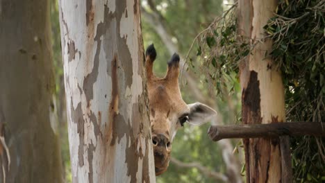 Closeup-of-a-giraffe-eating-the-barks-from-an-eucalyptus-tree-trunk-on-a-bright-sunny-day