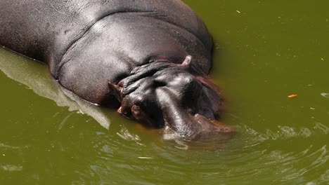 Closeup-of-a-hippopotamus-relaxing-in-dirty-pond-water