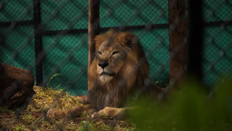 Medium-closeup-of-a-male-Asiatic-lion-sitting-inside-an-enclosure-in-a-zoo-in-India