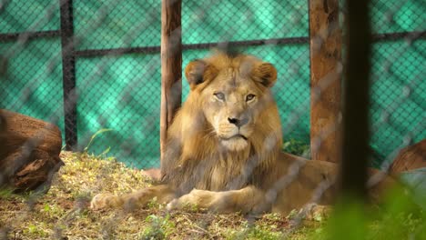 Medium-closeup-of-a-male-Asiatic-lion-sitting-inside-enclosure-in-zoo-in-India