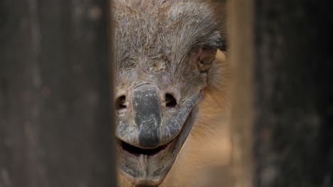 Closeup-of-ostrich-face-through-gaps-in-a-fence