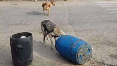 A-sick-stray-dog-eating-from-a-garbage-can-on-the-road