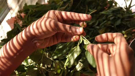 Closeup-of-a-womans-hand-picking-leaves-from-a-bunch-of-spinach
