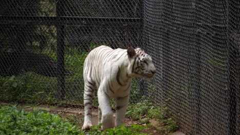 Medium-closeup-of-a-Royal-Bengal-white-tiger-walking-near-the-enclosure-in-a-Zoo-in-India