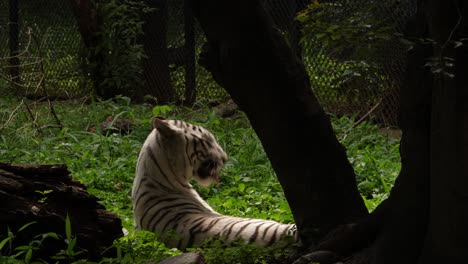 Medium-Closeup-shot-of-a-Royal-Bengal-white-tiger-sitting-under-a-tree-and-licking-its-fur