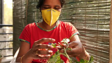 Closeup-of-a-south-Indian-woman-wearing-mask-picking-and-cleaning--leaves-from-spinach-during-the-Covid19-Corona-virus-pandemic