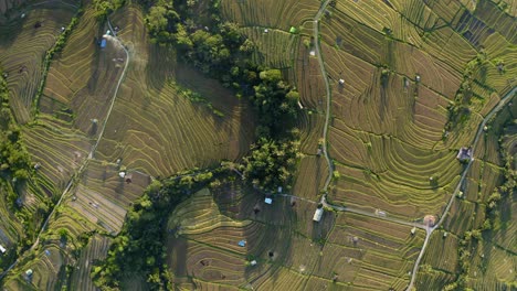 Drone-Shot-Descending-On-Jatiluwih-Rice-Terraces