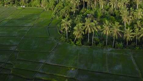 Drone-Shot-Orbiting-Paddies-In-Tropical-Landscape-
