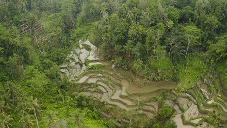 Drone-Shot-Orbiting-Tegallalang-Rice-Terraces