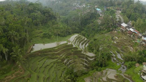 Drone-Shot-Flying-Over-Tegallalang-Rice-Terraces