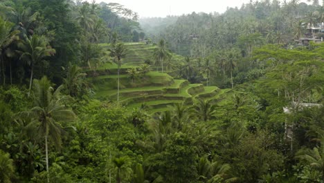 Drone-Shot-Flying-Past-Trees-Surrounding-Tegallalang-Rice-Terraces