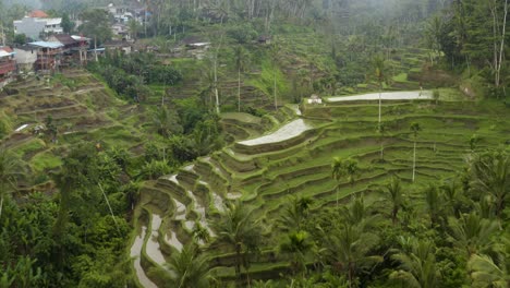 Drone-Shot-Passing-Over-Tegallalang-Rice-Terraces-