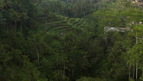 Drone-Shot-Flying-Towards-Tegallalang-Rice-Terraces