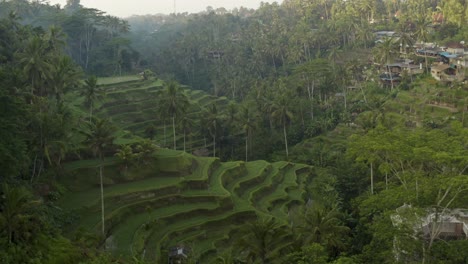 Drone-Shot-Flying-Away-from-Tegallalang-Rice-Terraces