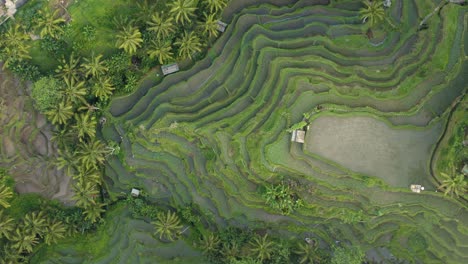 Drone-Shot-Ascending-Over-Tegallalang-Rice-Terraces