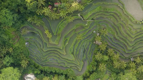 Drone-Shot-Descending-On-Ubud-Tegallalang-Rice-Terraces