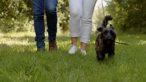 Tiro-De-Seguimiento-Siguiendo-A-Un-Perro-Pequeño-Que-Es-Paseado