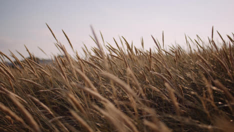 Nahaufnahme-Von-Langem-Gras,-Das-Bei-Sonnenuntergang-Im-Wind-Weht