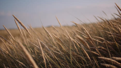 Close-Up-Of-Long-Grass-Waving-On-Wind-At-Sunset-1