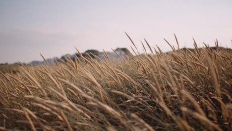 Close-Up-Of-Long-Grass-Waving-On-Wind-At-Sunset-2