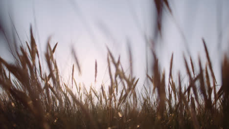 Close-Up-Of-Long-Grass-Waving-On-Wind-At-Sunset-3