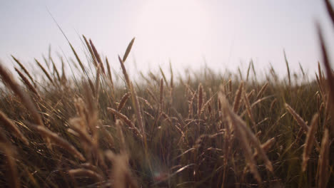 Close-Up-Of-Long-Grass-Waving-On-Wind-At-Sunset-4