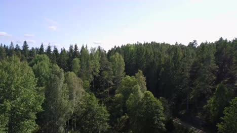 Toma-Aérea-De-árboles-Que-Se-Elevan-Para-Revelar-Forrest