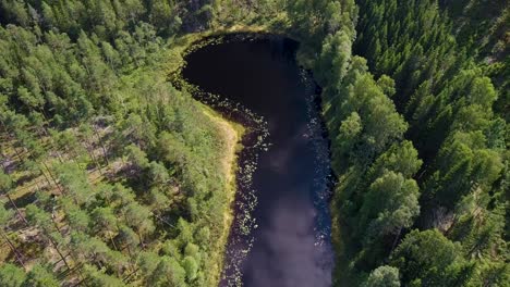 Luftaufnahme-Des-Sees-Im-Wald