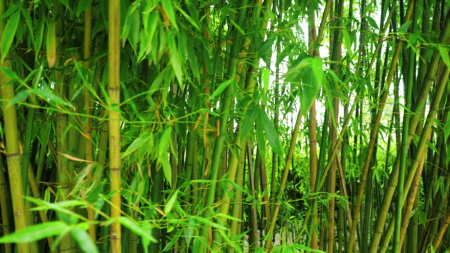 Kioto-de-arashiyama-de-bambú.-Bosque-de-bambú-en-el-bosque.-4k