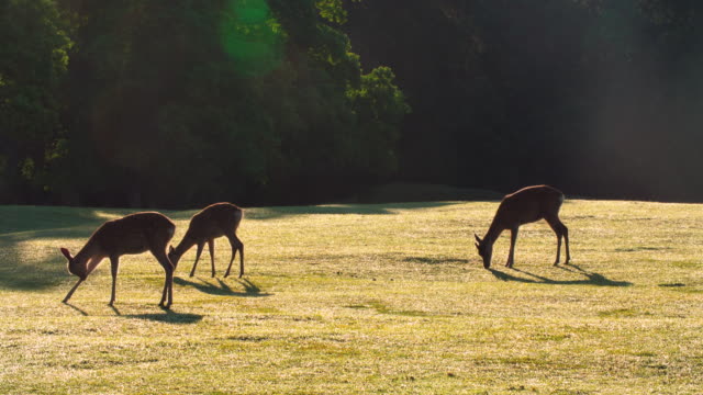 Flock-of-deer-grazing-in-the-forest-,-4k