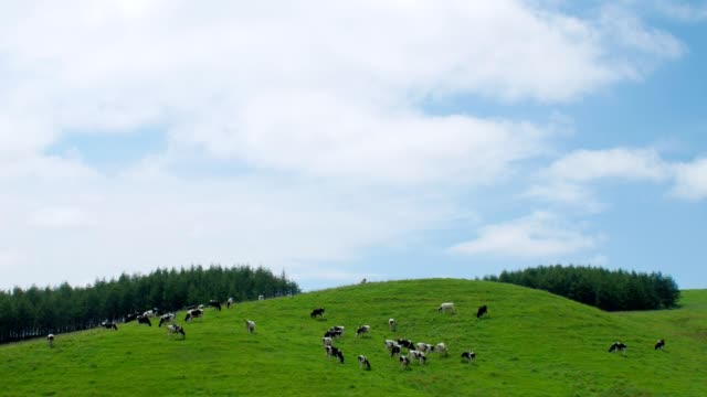 Eine-Milchfarm-in-Hokkaido,-Japan
