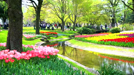 Beautiful-flower-garden-in-Tokyo,-Japan.