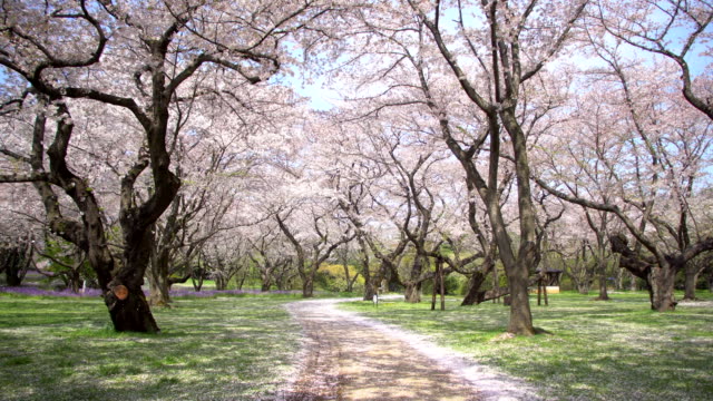 Pasarela-bajo-el-árbol-de-sakura-que-es-la-escena-de-ambiente-romántico-en-Japón